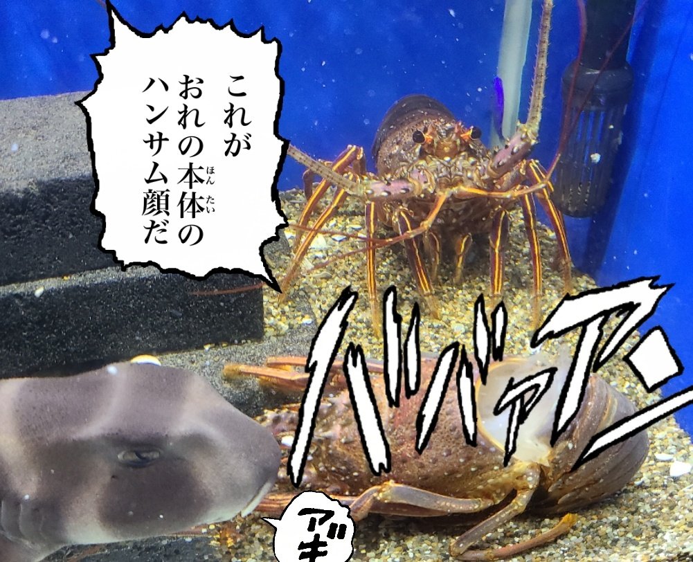あーー！!…………  僕の伊勢エビが………  ！！！ 