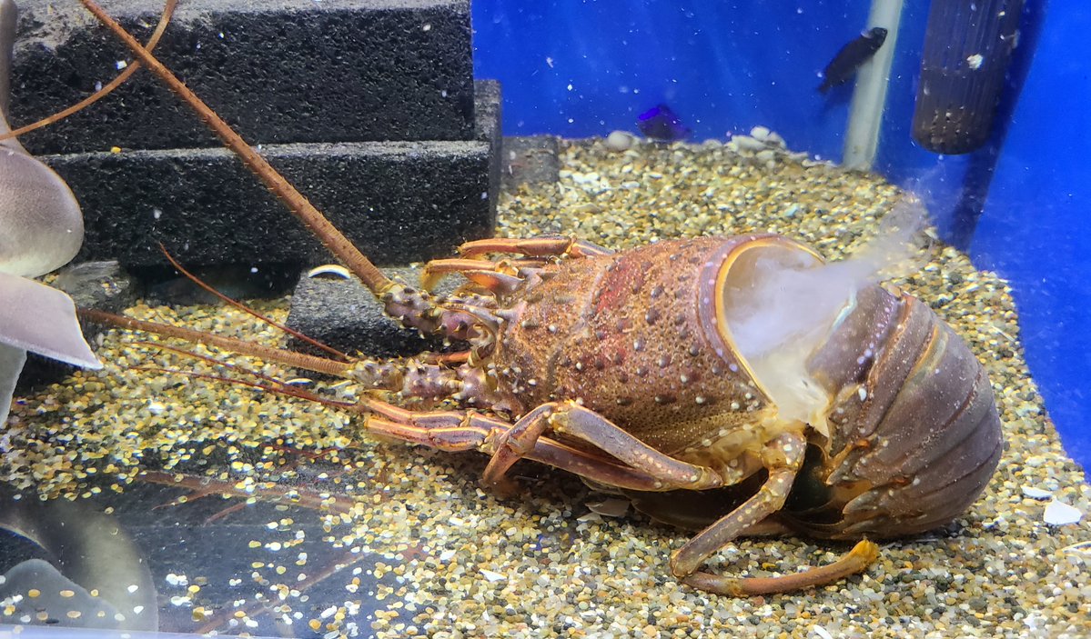 あーー！!…………  僕の伊勢エビが………  ！！！ 