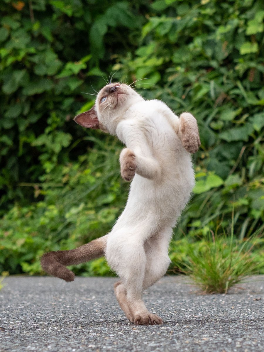 モンハンのオトモアイルーおった 