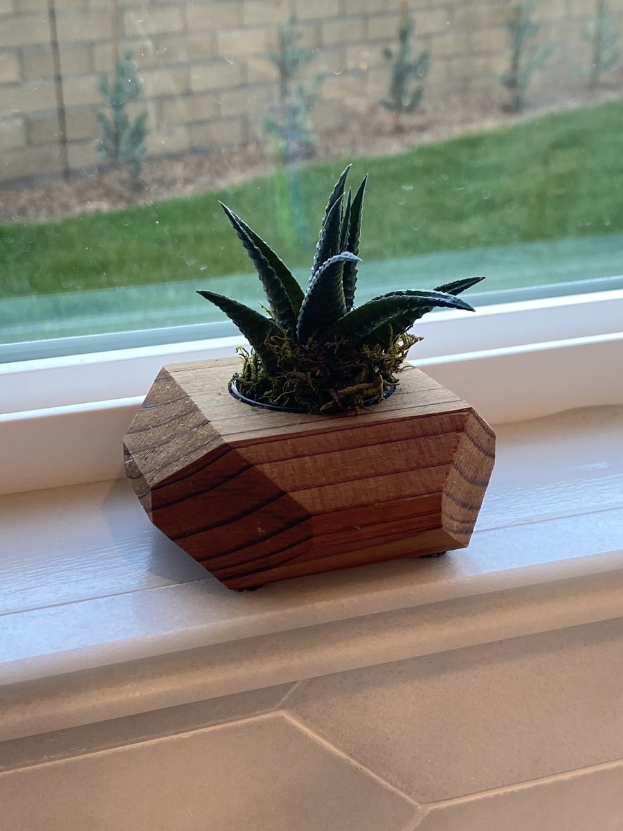 【悲報】3年ほど育ててきた多肉植物が造花だったことが判明 