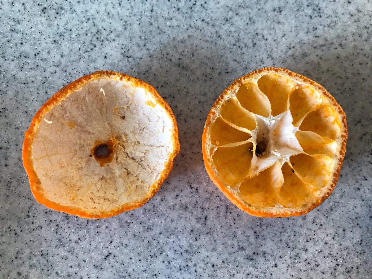 左 ヒヨドリ 右 メジロ