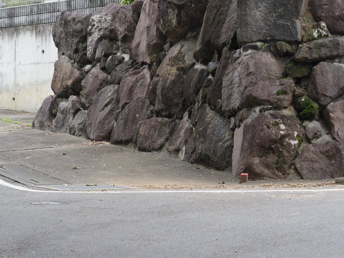 住宅地の石垣に埋まってるアンモナイト 
