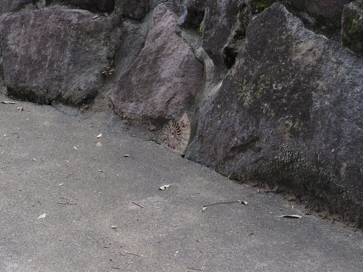 住宅地の石垣に埋まってるアンモナイト 