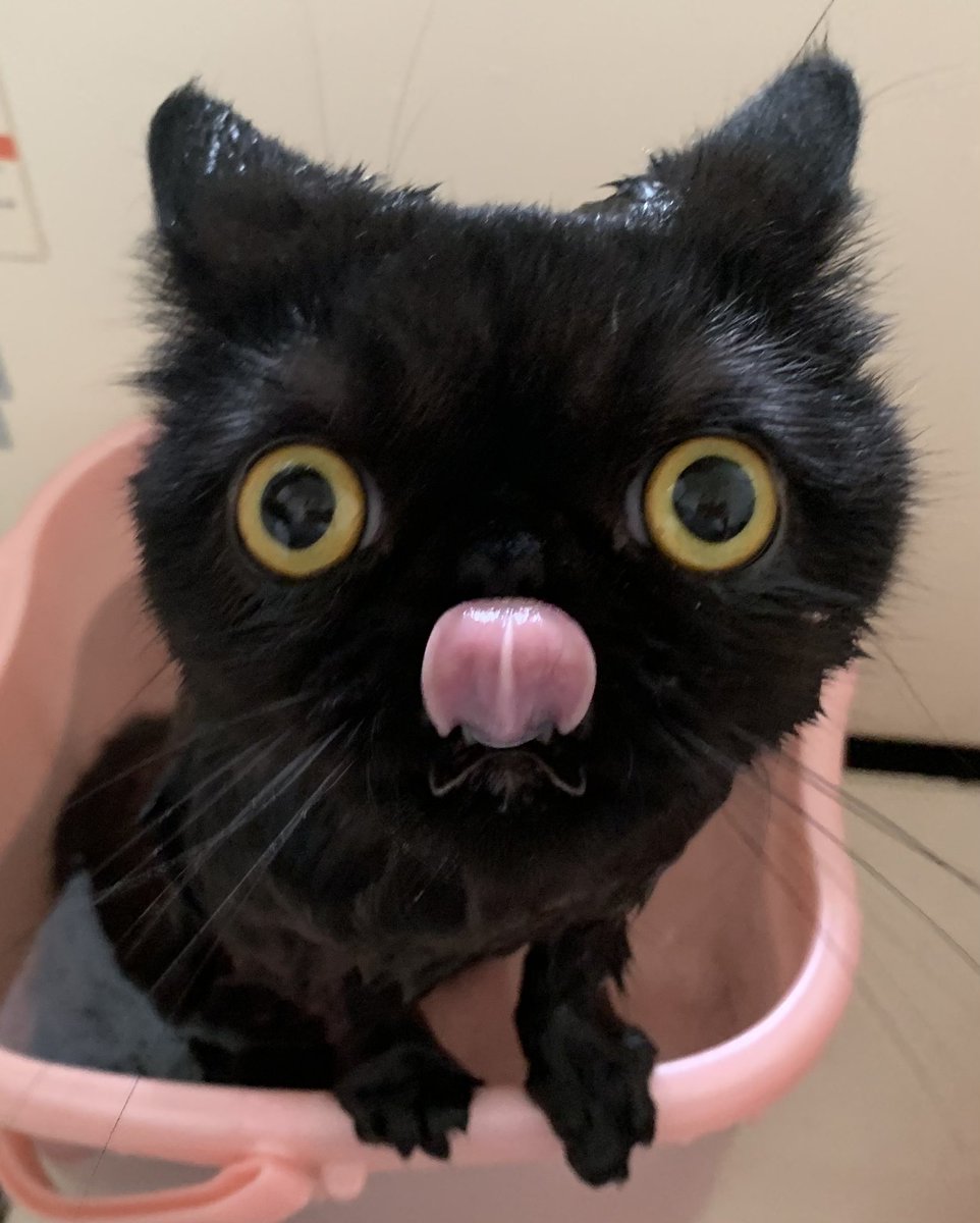 久しぶりのシャンプー✨ 忙しくてなかなかできなかった…ごめんね( ੭⌯᷄ω⌯᷅ )💧 そもそもどんな頻度でするのがベストなのか…🙄  #エキゾチックショートヘア #黒猫 #猫のいる暮らし 