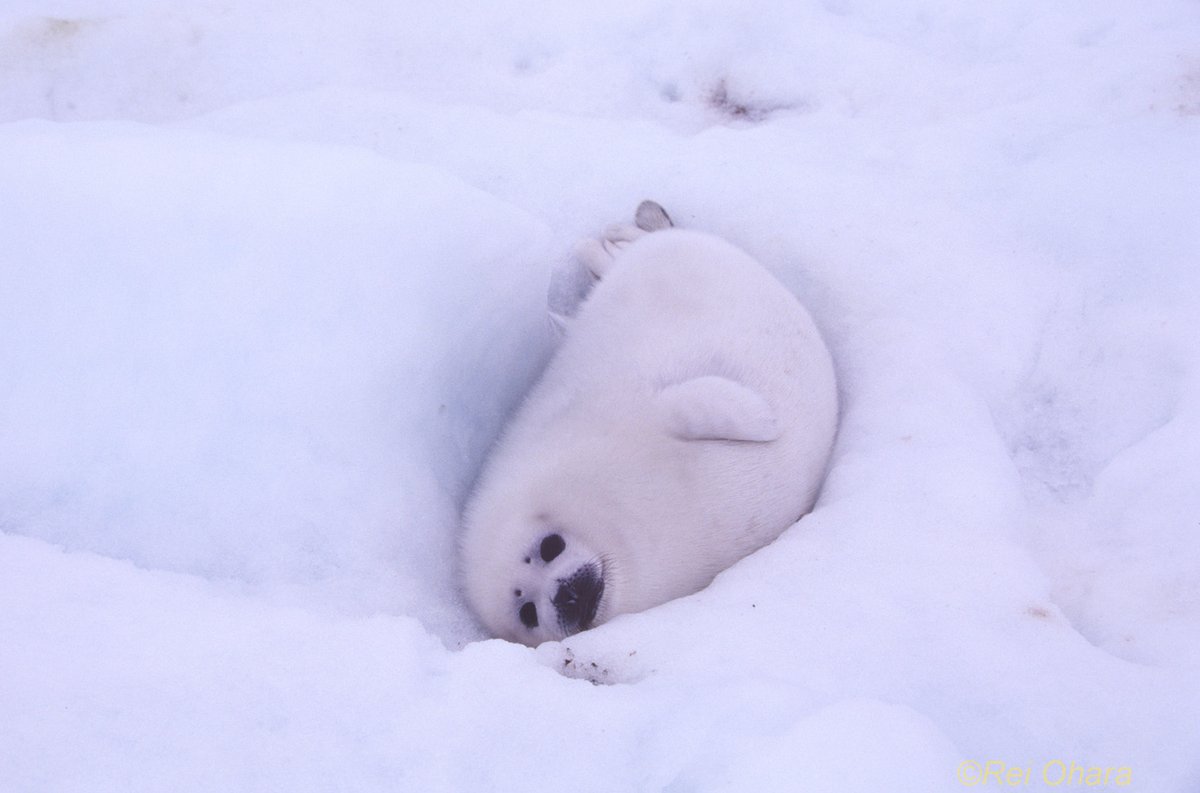 あざらしは寝てると体温で氷が溶けて体が氷にめり込むらしい かわいい  