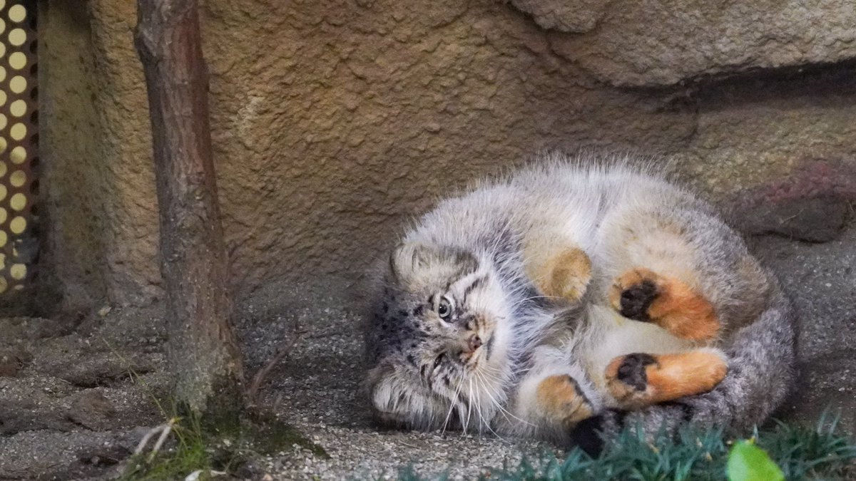 ころんと丸みを極めたマヌルネコ  #ネコチャンカワイイ　#マヌルネコ #那須どうぶつ王国 