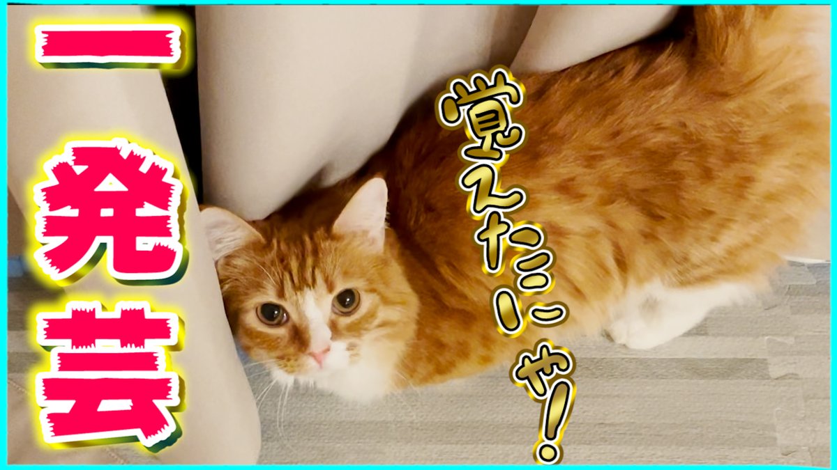 【カメラ】我が家の猫が可愛すぎる芸を習得しました ↓動画はこちらから