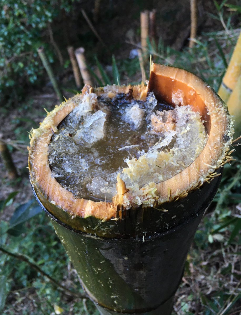 ノコを入れたら大量の水が吹き出し、甘い芳香が立ち込めた