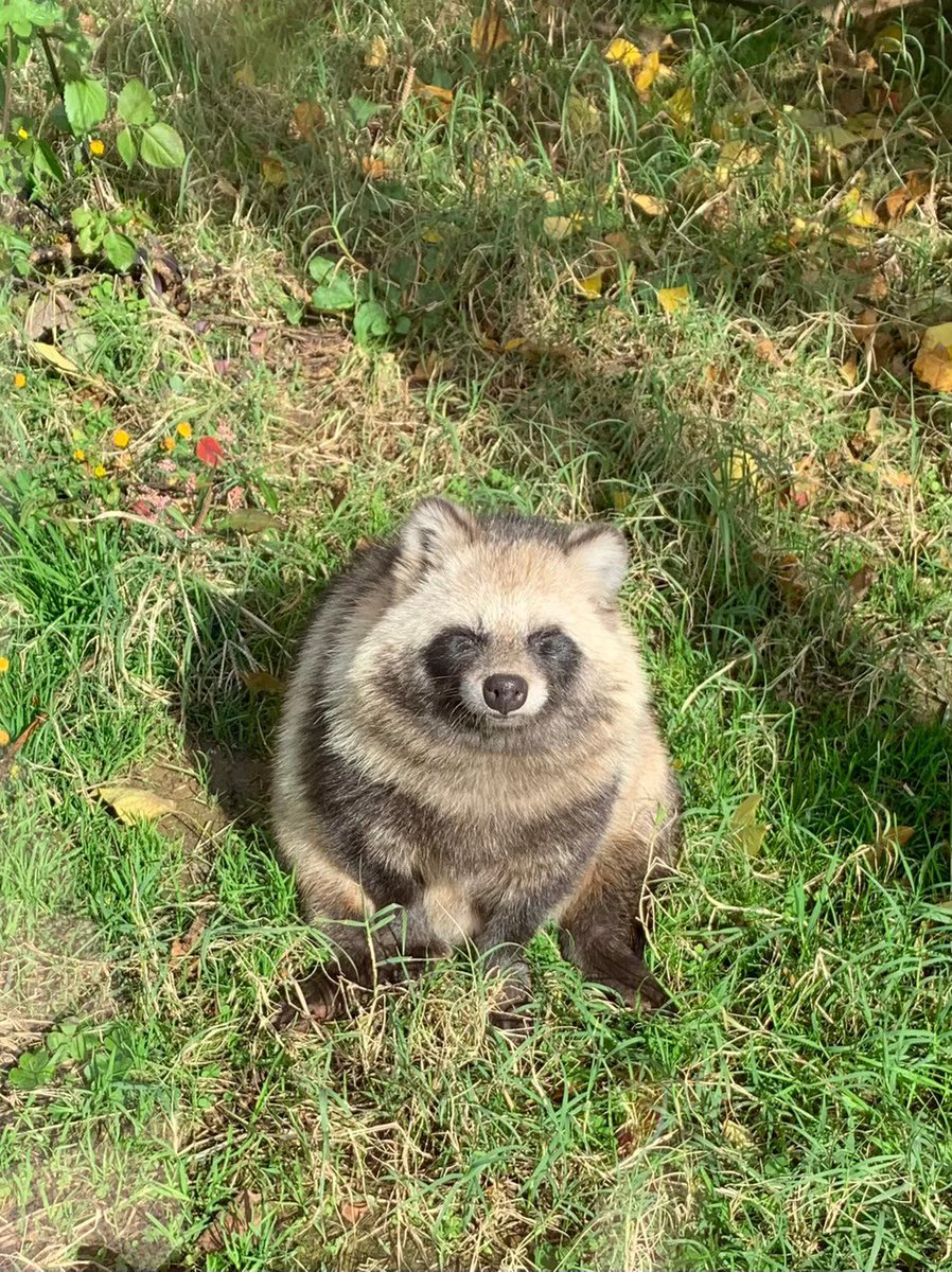 これはかわいく撮れたからずっと待ち受けにしてる、地元、豊橋のたぬき☺️ぽかぽか〜☀️ 