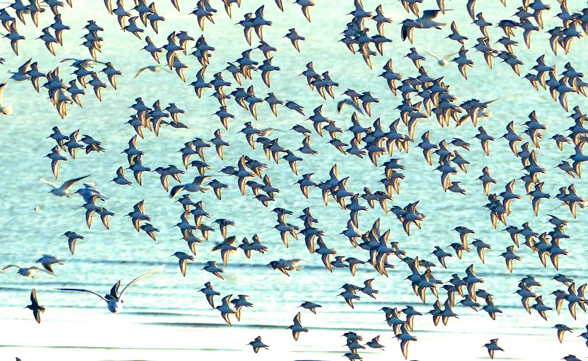 きっと昔の人はこの風景を見て千鳥模様を作ったんだろうな