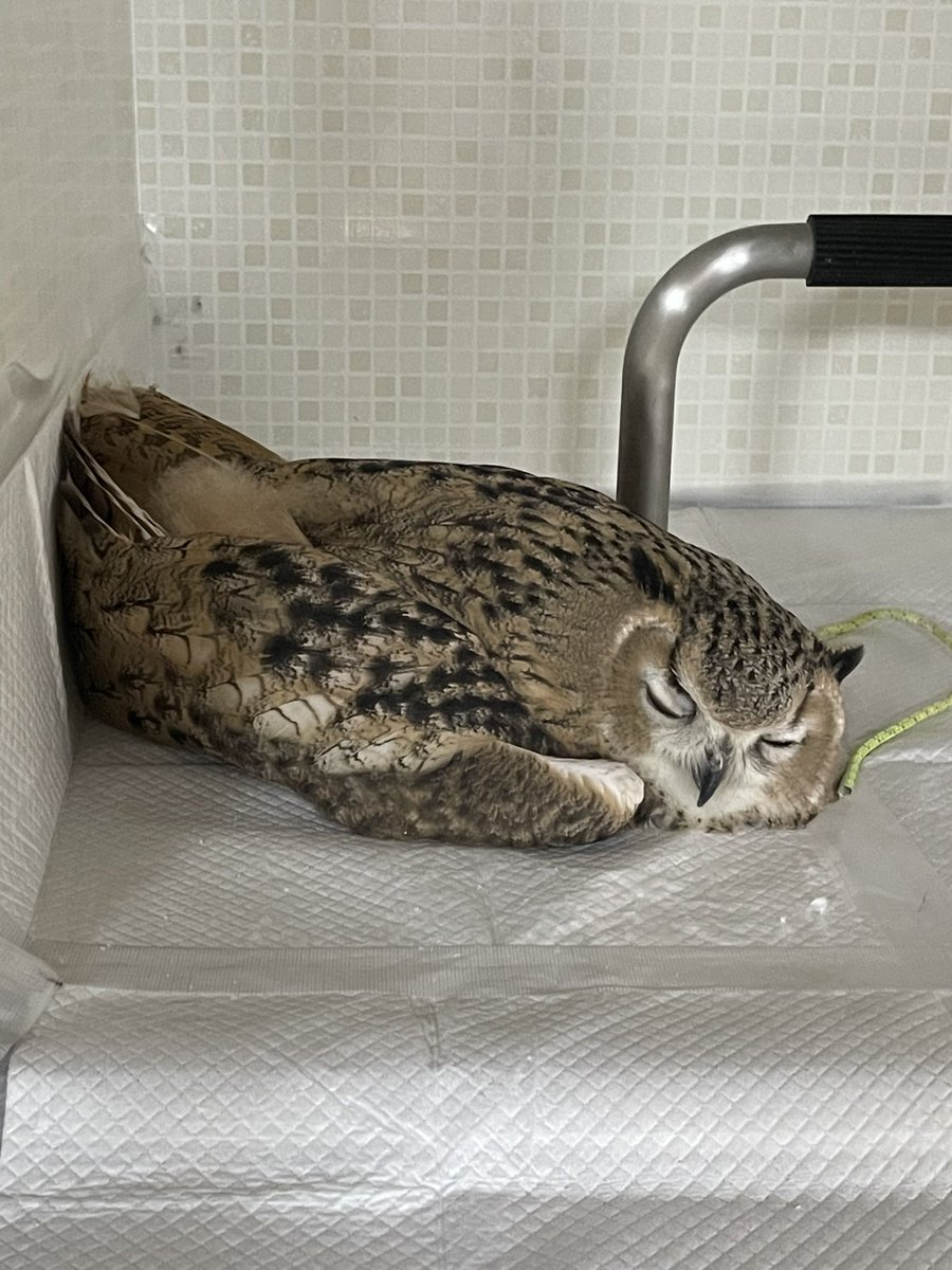 その寝方もやめて下さい　色々心配になります 