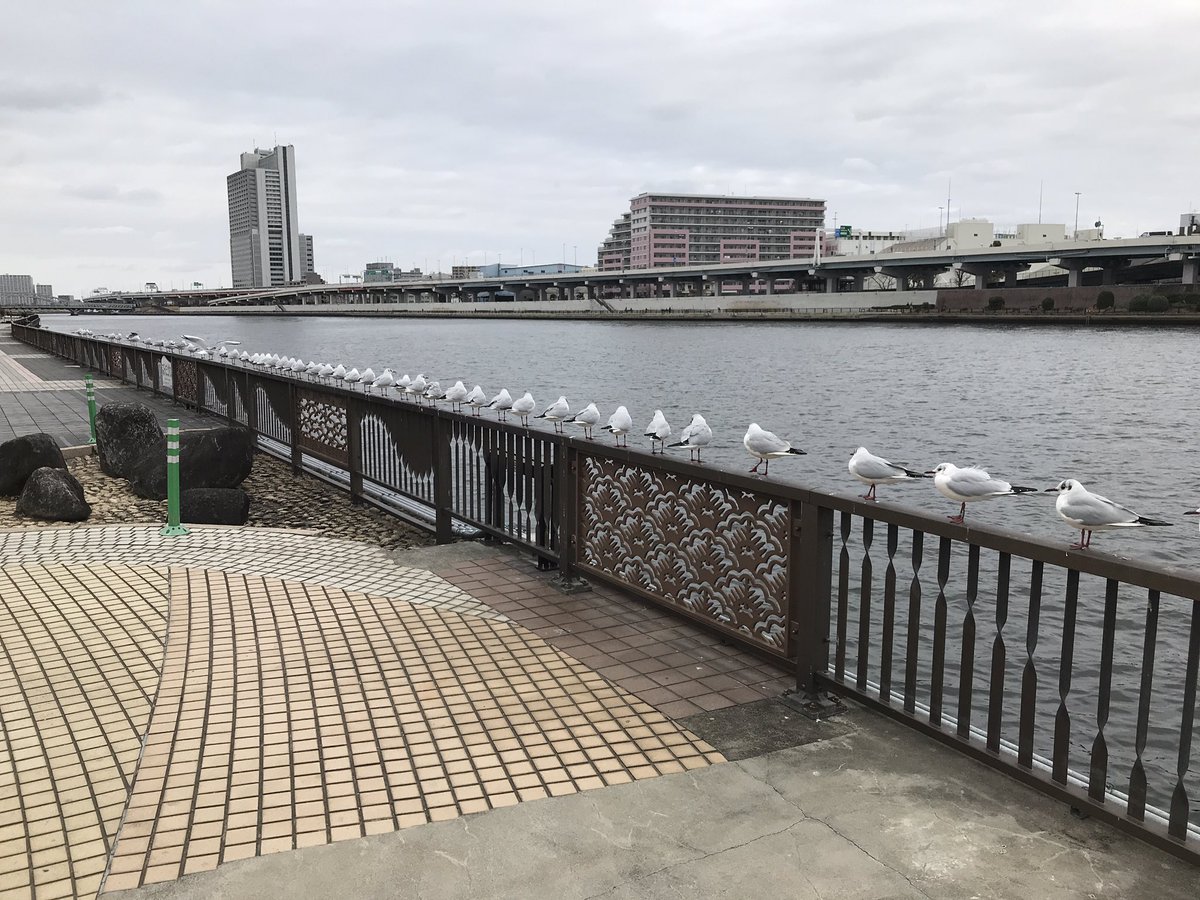 散歩をしていたら鳥たちが変なことしてた 