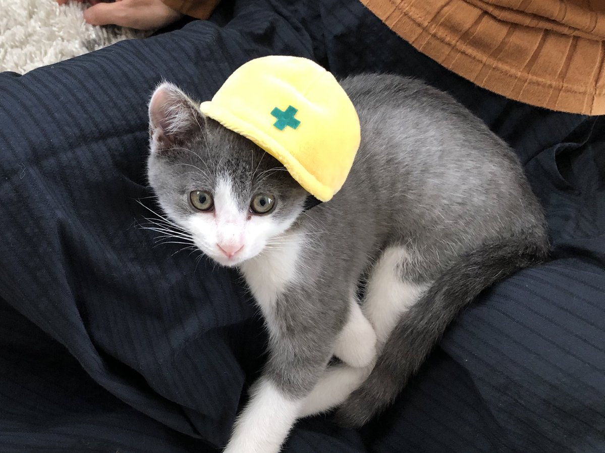 これはやらざるをえない