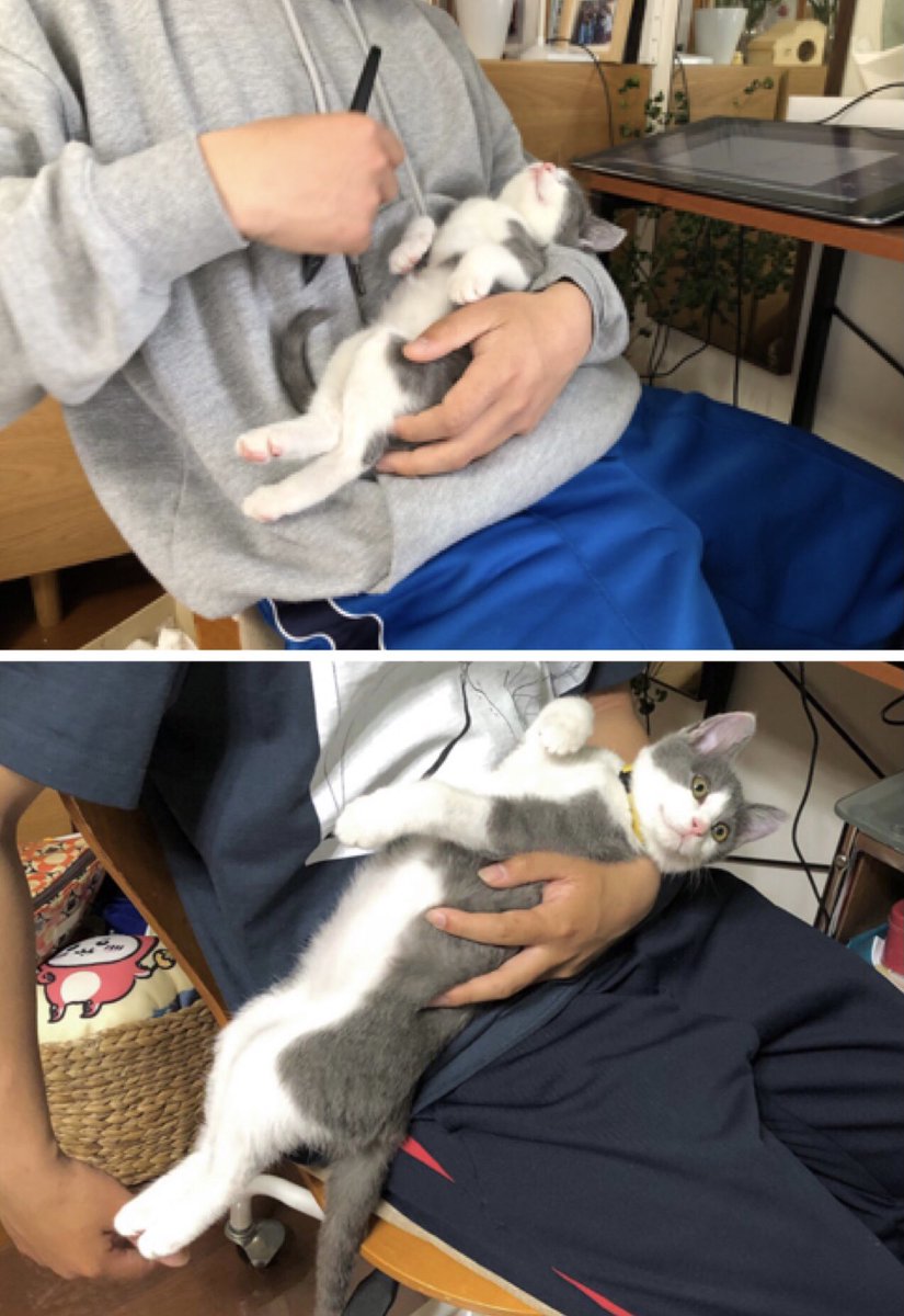 なんかいやにでかくなった…一瞬で子猫じゃなくなった…とじわじわ思ってたんだけど、1ヶ月前の写真と今日のを並べたらちょっとほんとに育ちすぎではこれ 