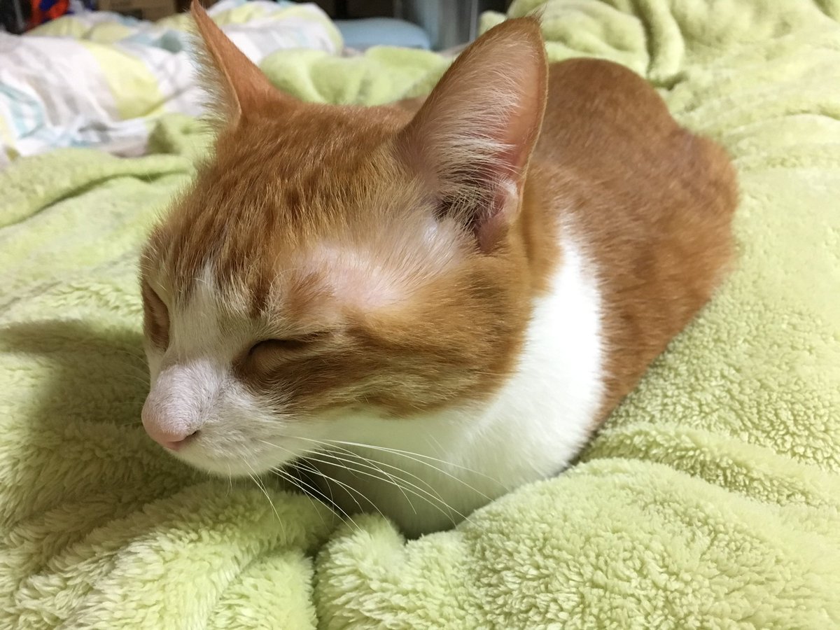 息子「なんで悪夢は英語でいうと『バッドドリーム』じゃなくて『ナイトメア』なの