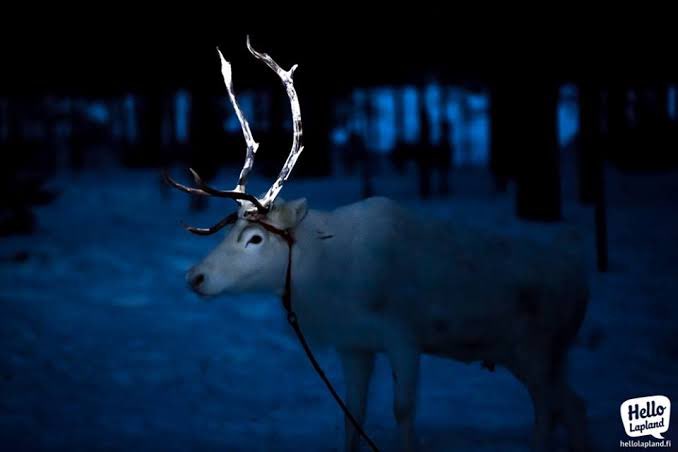 フィンランドのトナカイが事故防止の為に角に蛍光塗料を塗られているんだけど神々しいヤバい生き物感が出てる 