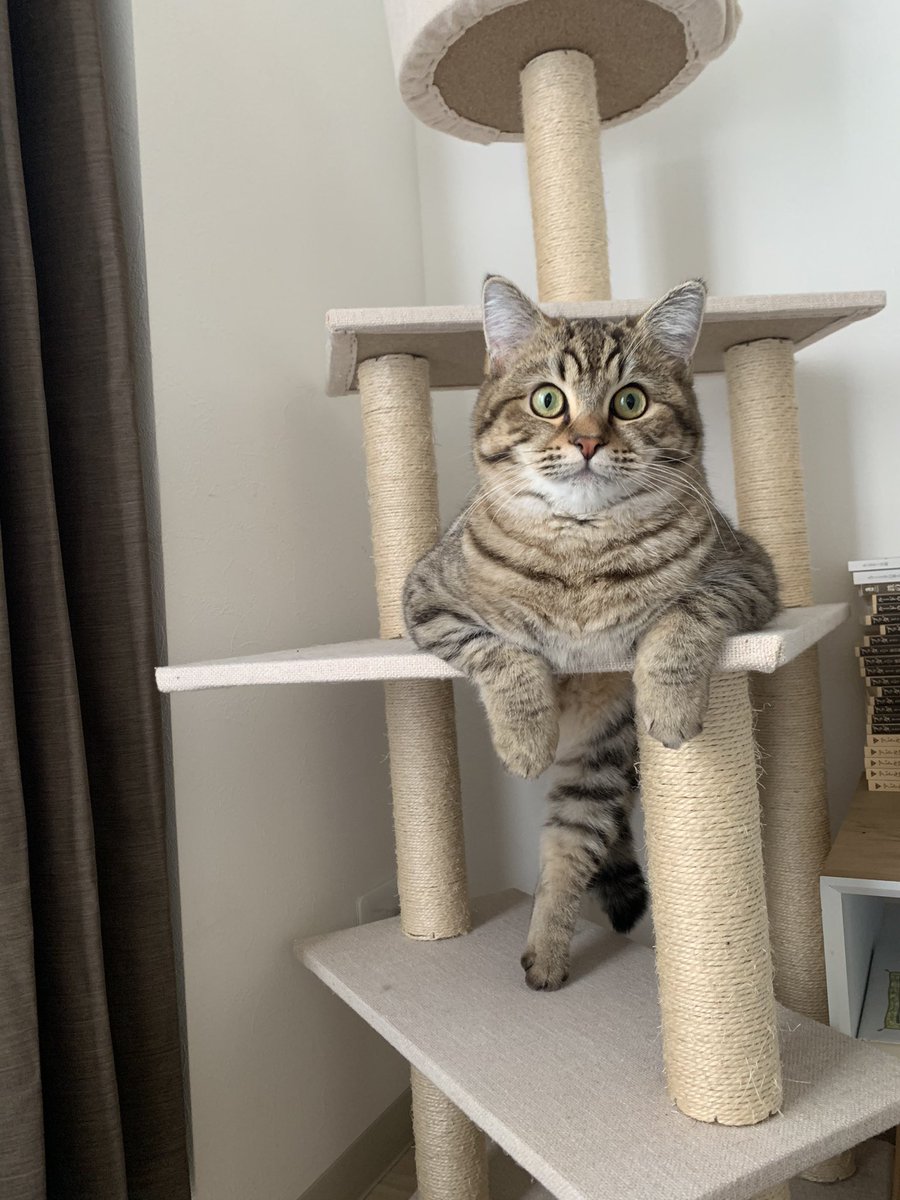 キャットタワーの真ん中の穴を活かしててかわいい 