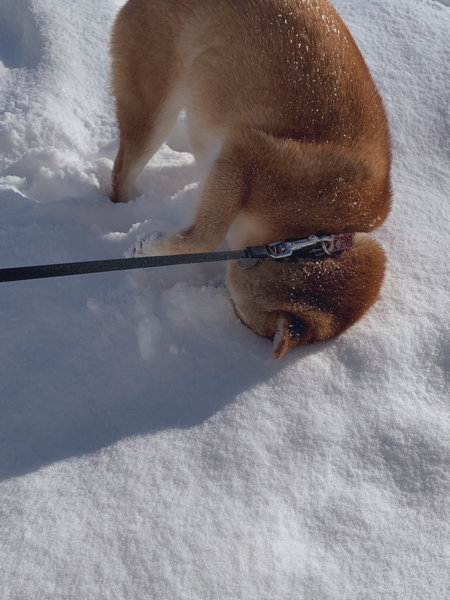 どんどん突き刺さっていく… 