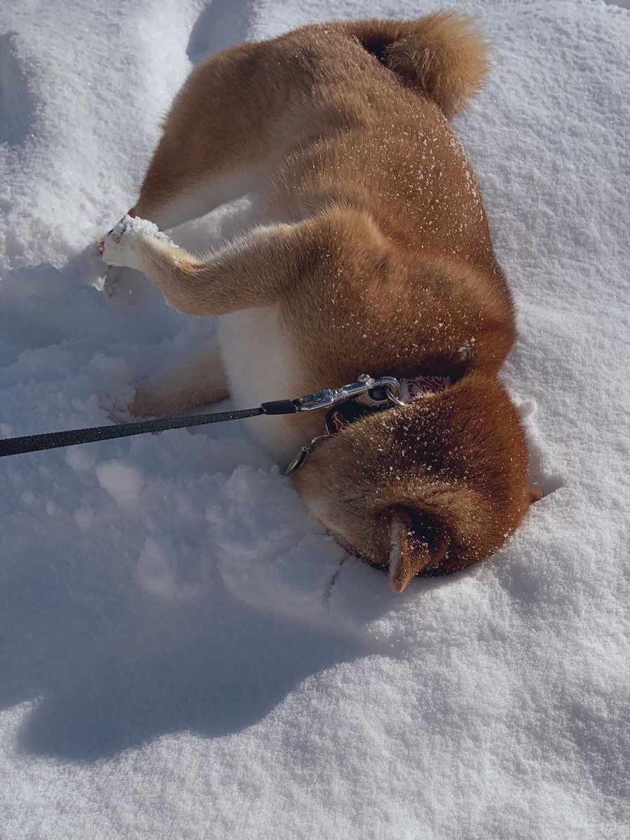 どんどん突き刺さっていく… 