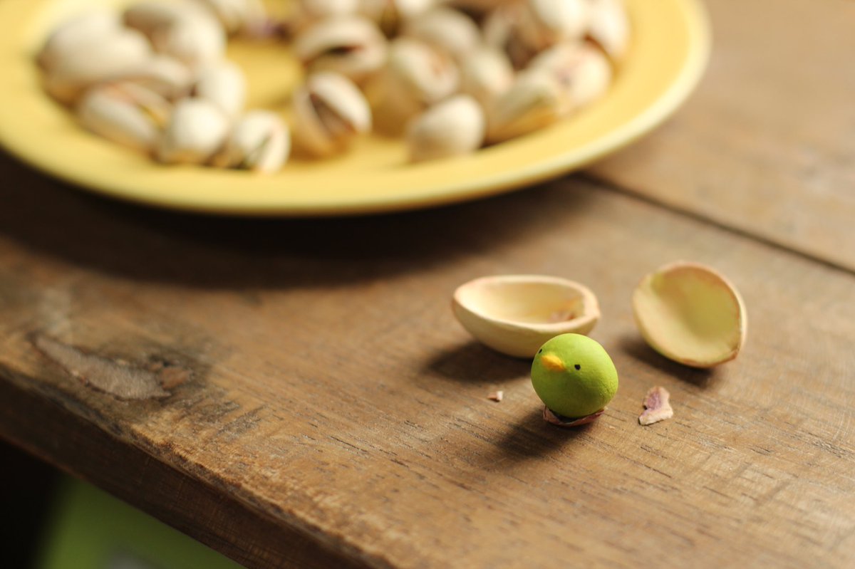 10万個に1匹紛れ込んでいるというピスタピヨに遭遇した