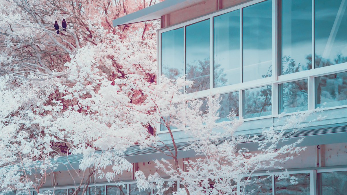 人間には見えない