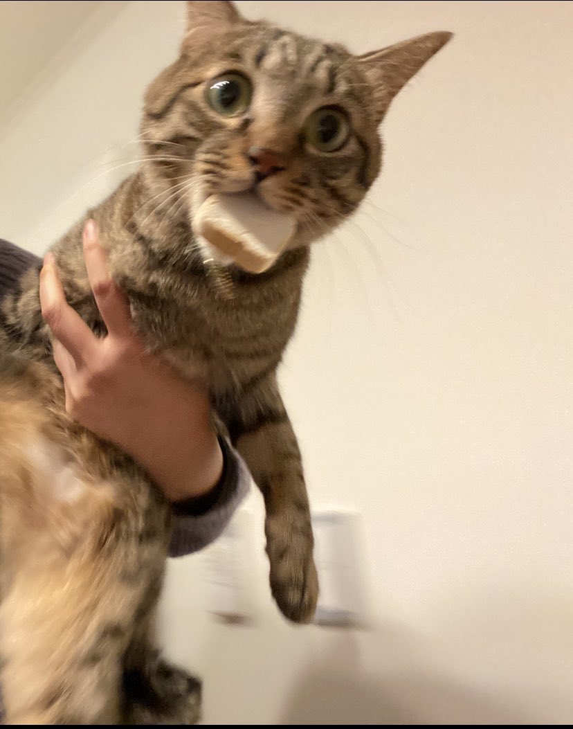 【速報】今年は麩(ふ)😅  すき焼きに入れようとおもったんです、 えぇ