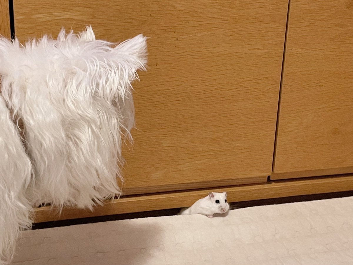 隙間からにゅるっと出てくる 