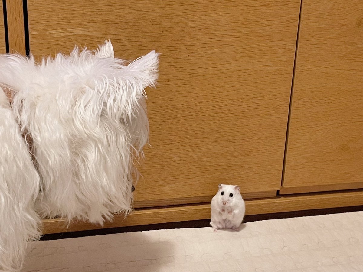 隙間からにゅるっと出てくる 