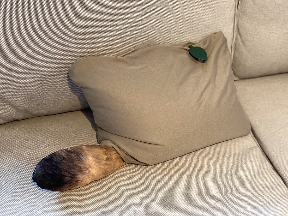 かわいいクッションが家に来ました ドロンしても尻尾は隠せてない設定がいい 