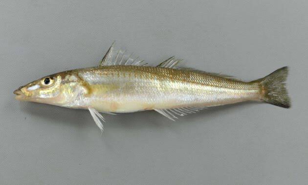 天つゆでは衣のサクサク感が消えてしまうわ