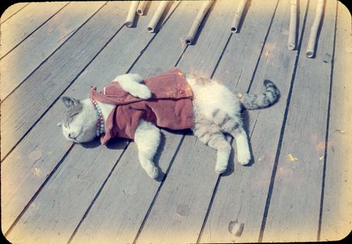 これは第1次南極観測隊と共に宗谷船に乗るも特に何もしない三毛猫のたけし