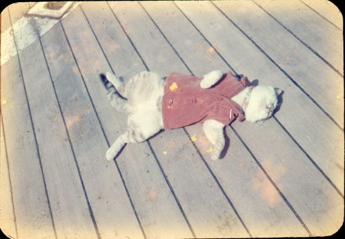 これは第1次南極観測隊と共に宗谷船に乗るも特に何もしない三毛猫のたけし