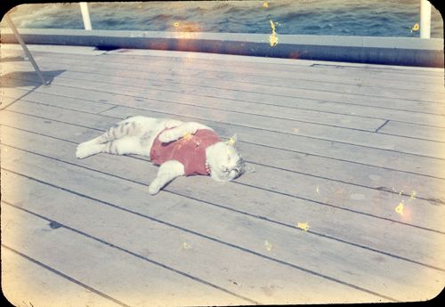 これは第1次南極観測隊と共に宗谷船に乗るも特に何もしない三毛猫のたけし