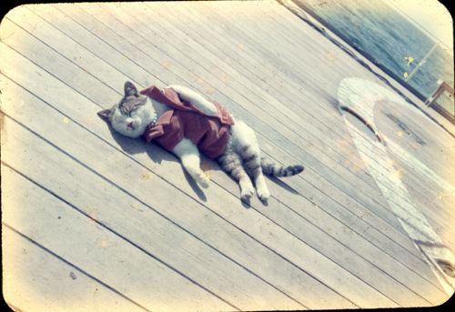これは第1次南極観測隊と共に宗谷船に乗るも特に何もしない三毛猫のたけし