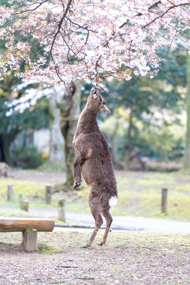 桜を食べる鹿さん撮りました🦌 