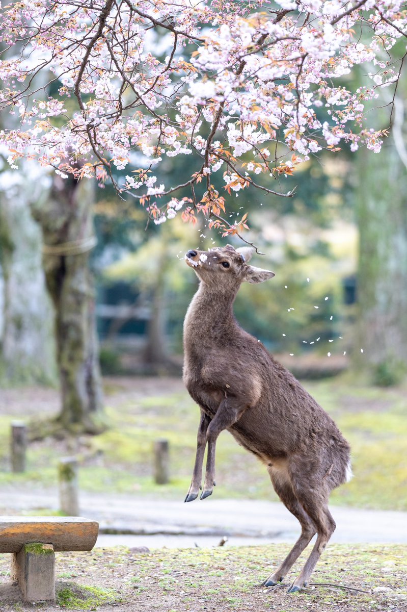 桜を食べる鹿さん撮りました🦌 
