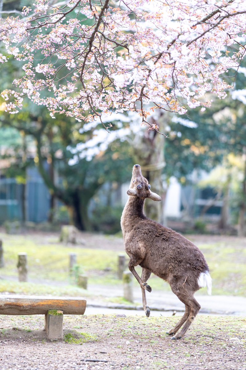 桜を食べる鹿さん撮りました🦌 