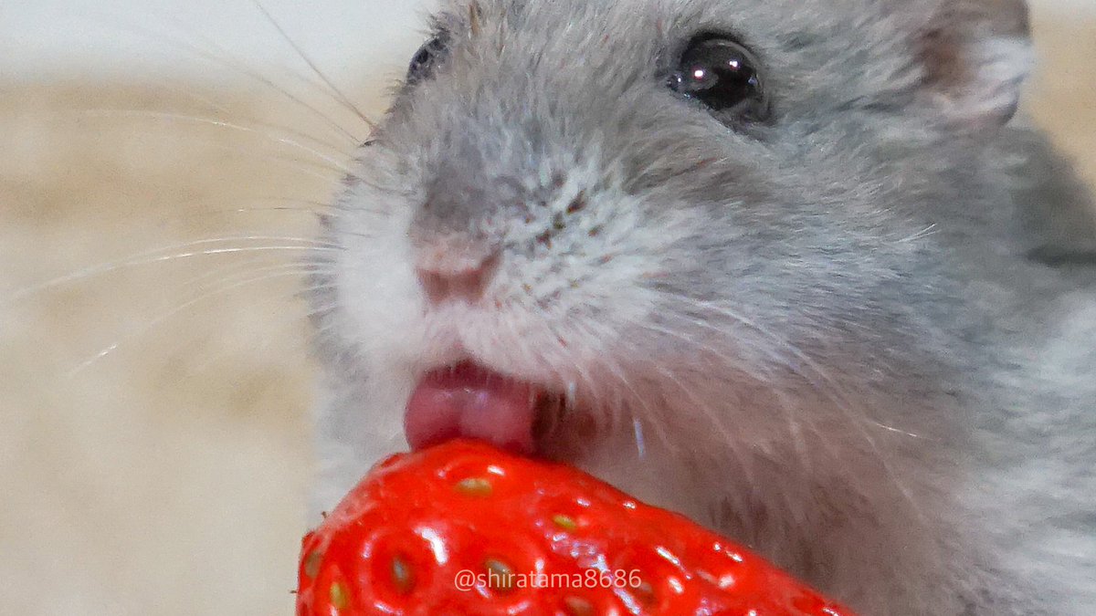ぺろり🍓👅🐹  #ハムスター 