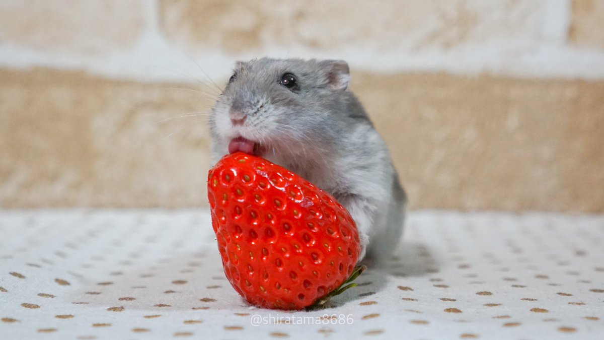 ぺろり🍓👅🐹  #ハムスター 