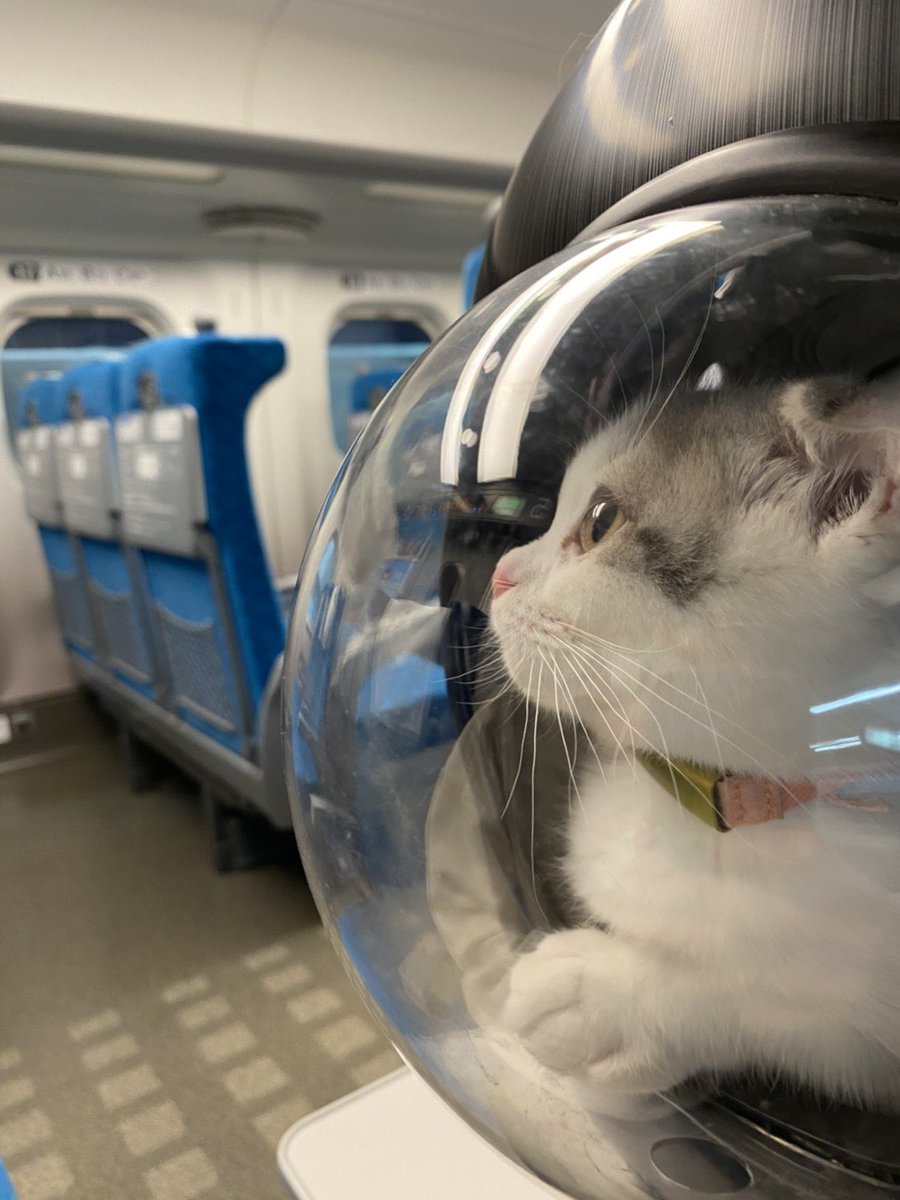 はじめて新幹線に乗る子猫🐸お引越しします🐱 