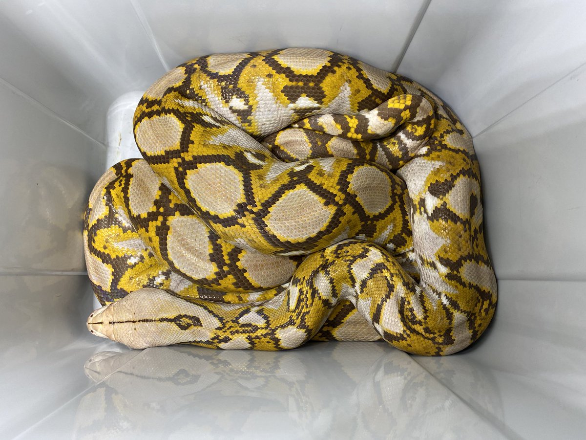 横浜市戸塚区で逸走していたアミメニシキヘビを無事確保することができました