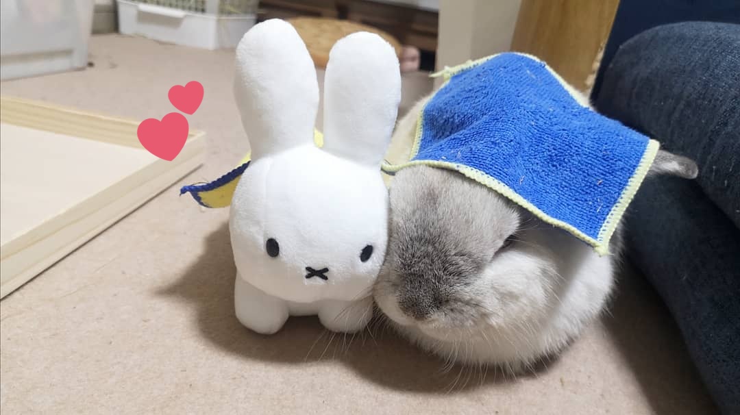 近くに置いたらくっついて寝てた😭尊い… 