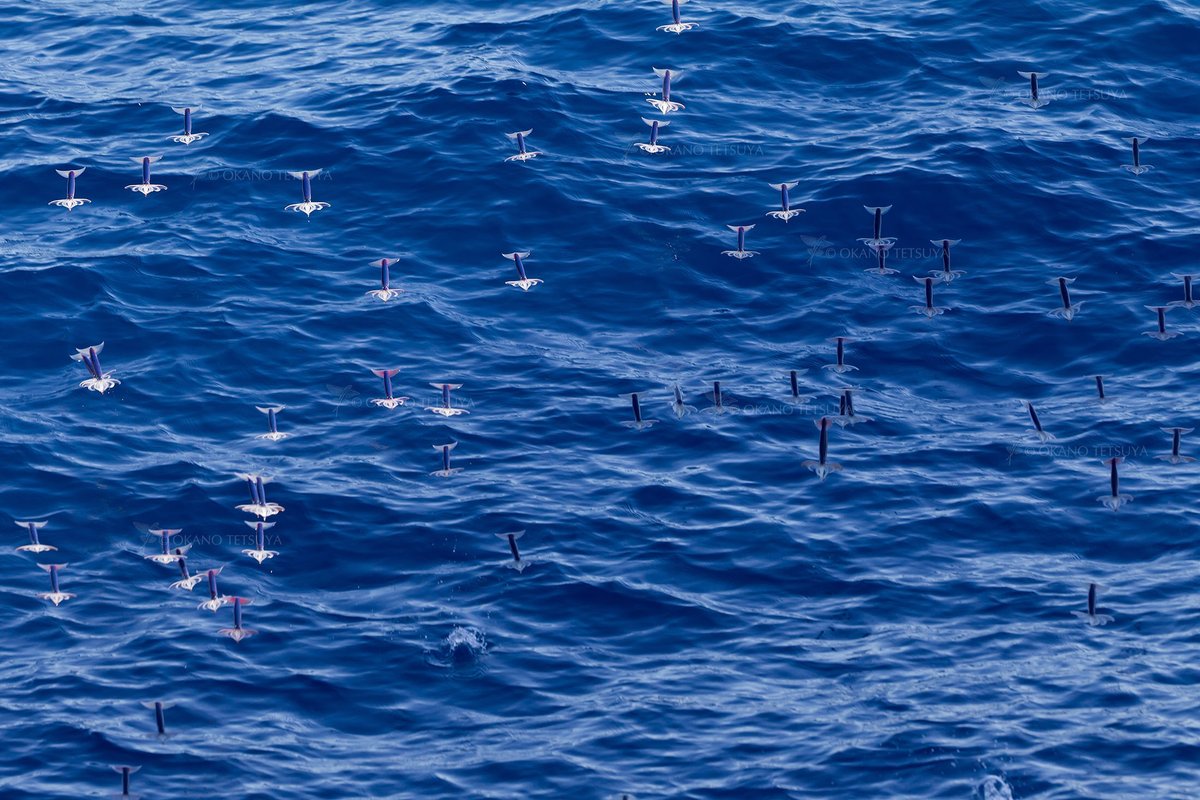 って聞かれたので・・・「ジャンプじゃなくて海水ジェット噴射で滑空しますよ