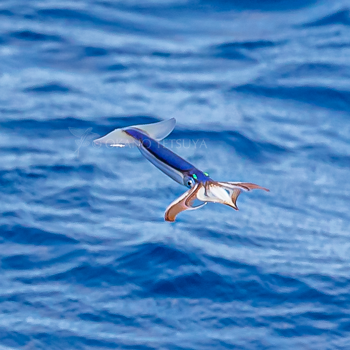 って聞かれたので・・・「ジャンプじゃなくて海水ジェット噴射で滑空しますよ