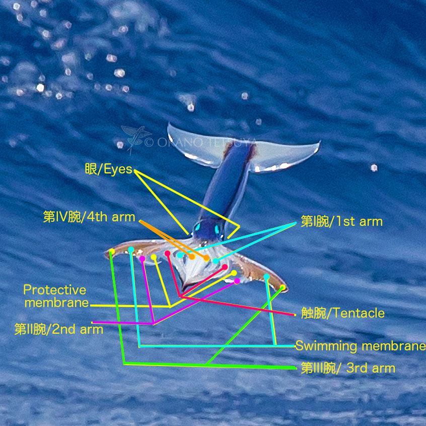 って聞かれたので・・・「ジャンプじゃなくて海水ジェット噴射で滑空しますよ