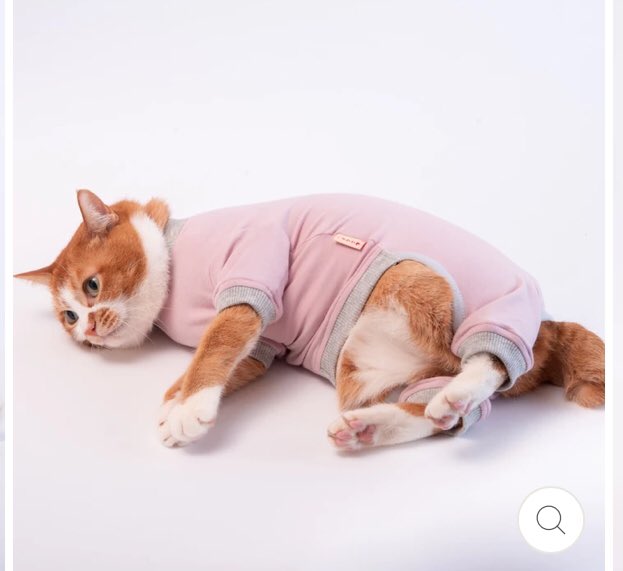 エリザベスカラーでお世話になった「ぽぽねこ」さん、ネコチャン用皮膚保護服の着用画像がもはや可愛さの暴力でつらい   