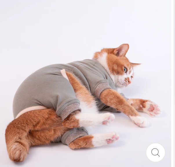 エリザベスカラーでお世話になった「ぽぽねこ」さん、ネコチャン用皮膚保護服の着用画像がもはや可愛さの暴力でつらい   