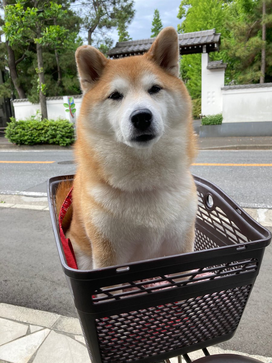 公園に行けると思った ↓行き    シャンプーして注射しての戻り↓  みなさんほめてあげて下さい(笑) 