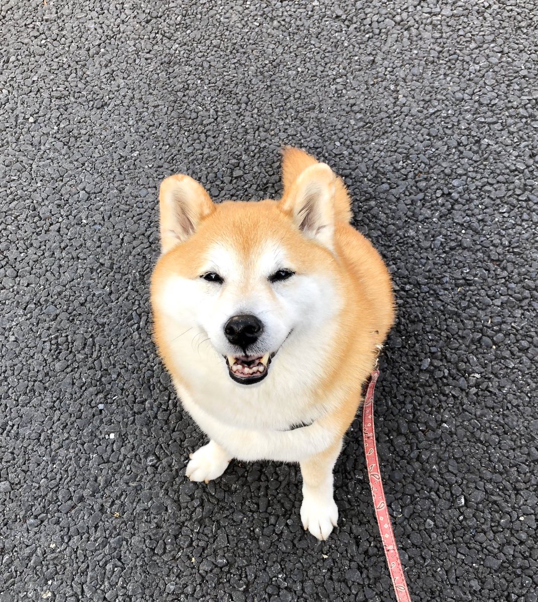 信号待ちで後ろのおばあさんに 「お母さん下を見てあげて!!さっきからずーっと見つめているから」って言われてみたら… へへへっ🐾って笑ってた😆