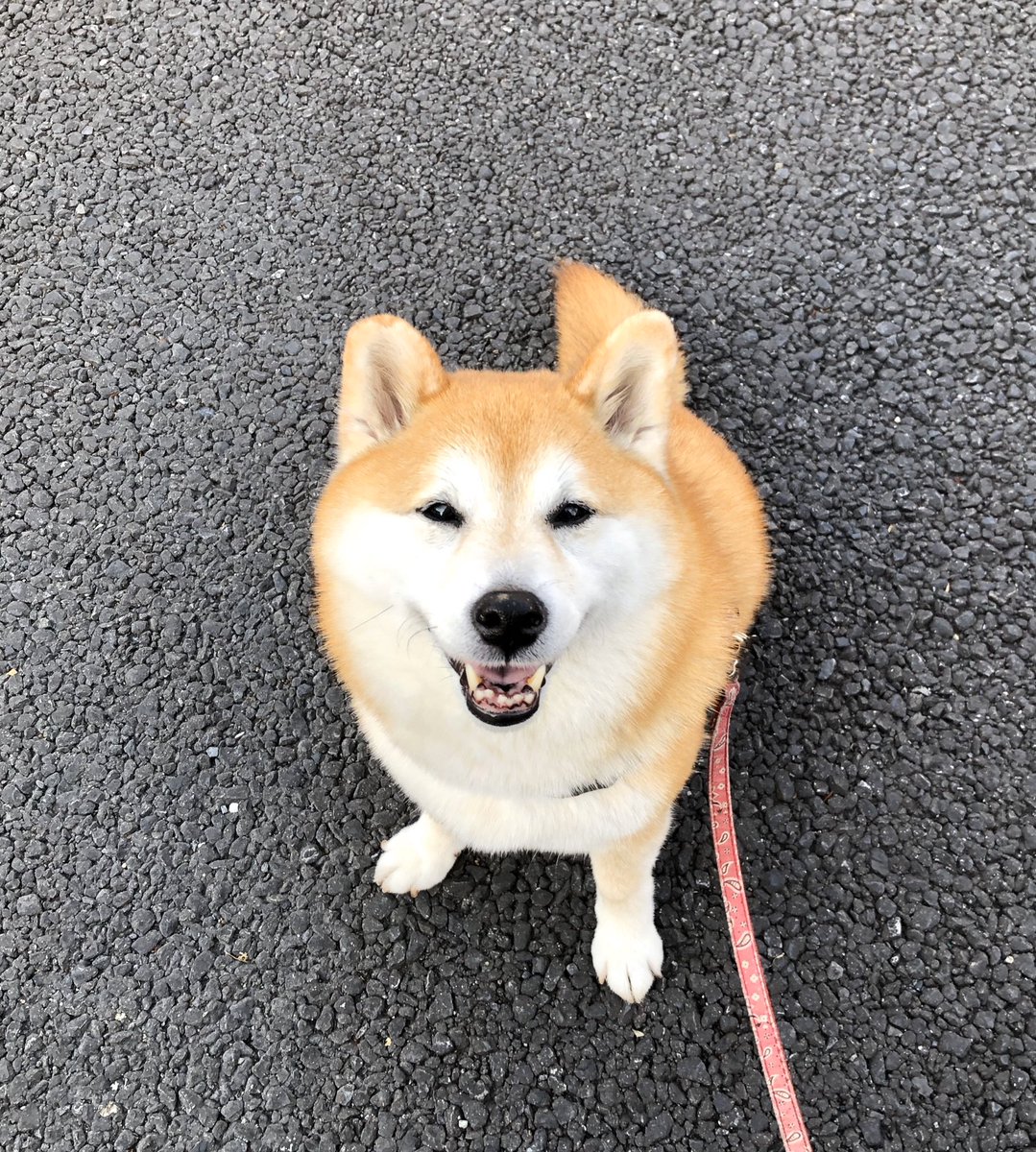 信号待ちで後ろのおばあさんに 「お母さん下を見てあげて!!さっきからずーっと見つめているから」って言われてみたら… へへへっ🐾って笑ってた😆